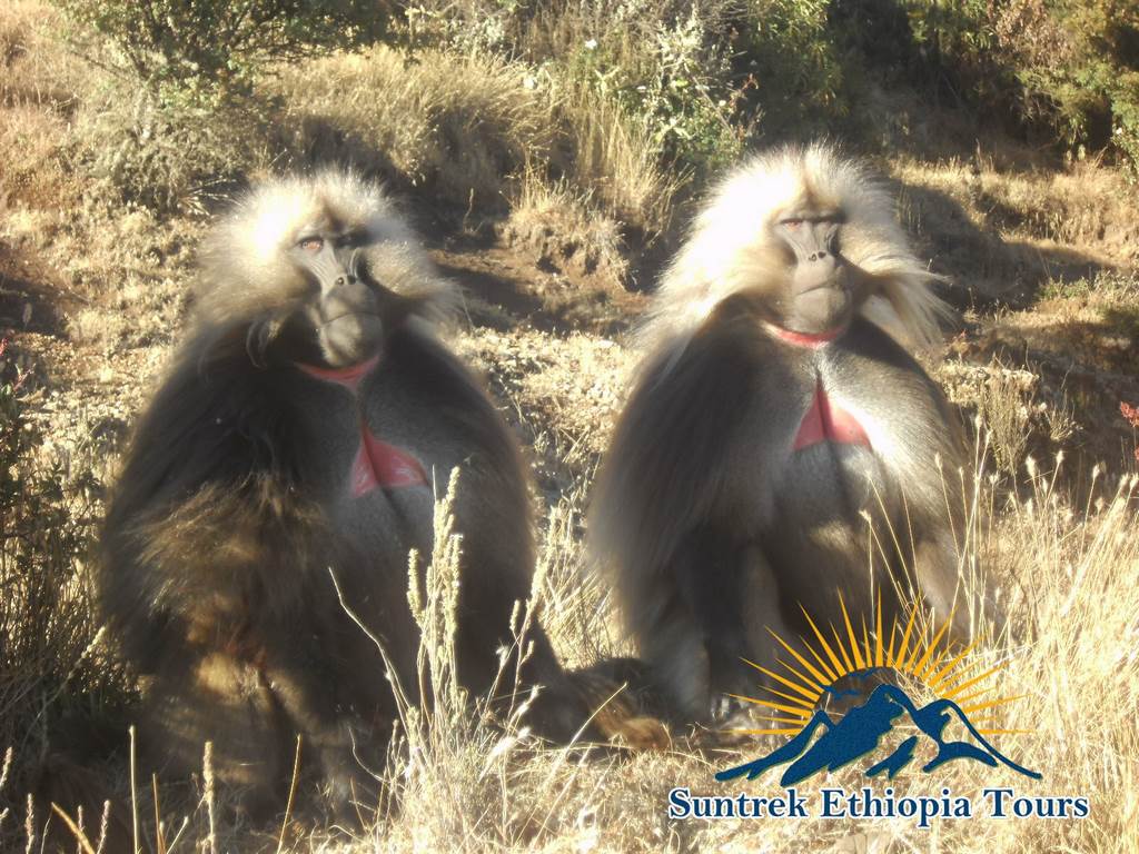 Gelada-Baboon-Ethiopia.jpg